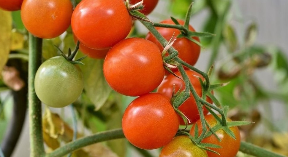Pored paradajza posadite 3 struka ove biljke i rađaće kao nikada prije