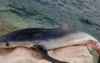 U Neumu ulovljen jedan od najopasnijih morskih pasa na svijetu