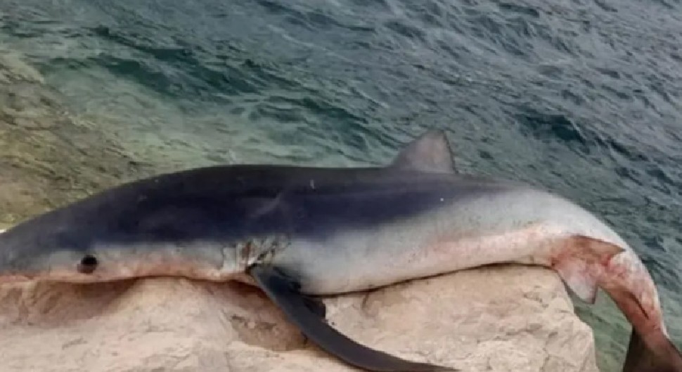 U Neumu ulovljen jedan od najopasnijih morskih pasa na svijetu