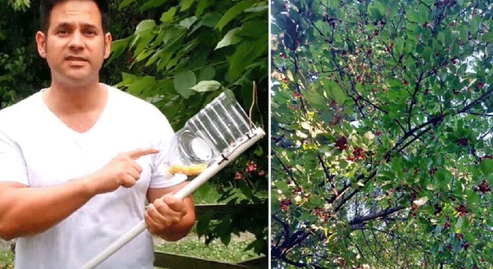 Evo kako napraviti berač za trešnje, višnje i ostalo sitnije voće