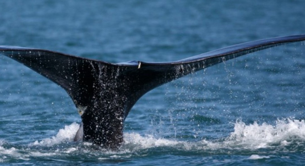 Građani upozoreni: U Jadranskom moru viđen kit