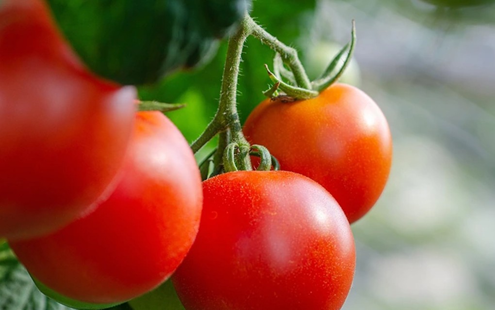 Izbjegavajte paradajz ako imate neke od ovih zdravstvenih tegoba