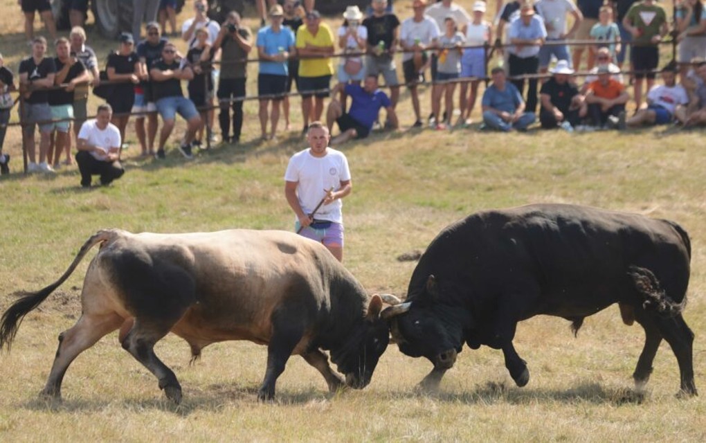 Očekuje se preko 50.000 ljudi na Kočićevom zboru – Danas finale na Manjači