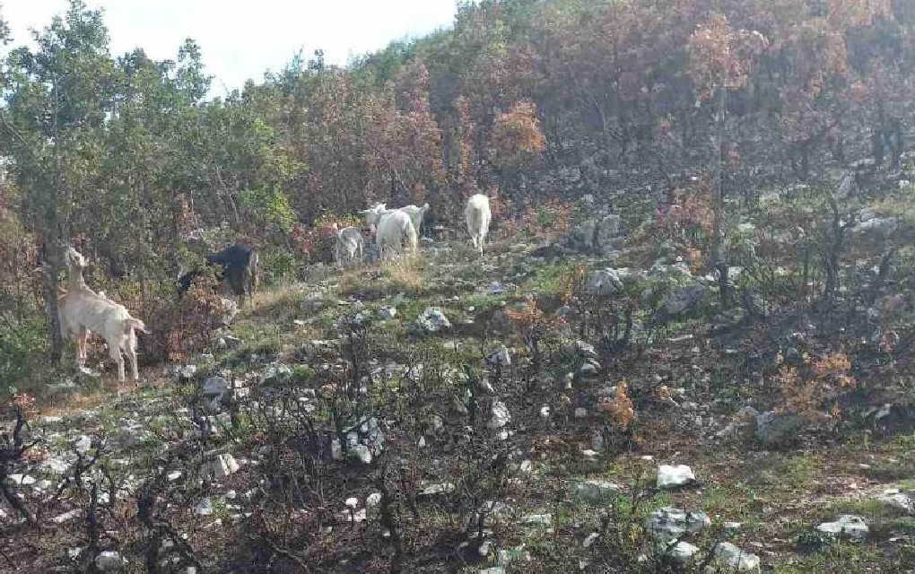 Posljedice požara kod Bileće: Izgorijelo desetine kilometara pašnjaka za ishranu stoke