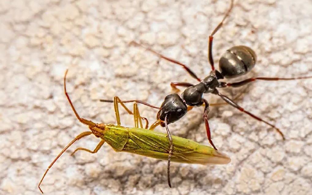 Zašto insekte privlači svjetlost: Iznenadićete se kad čujete