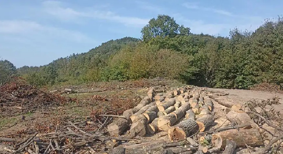 Sječom stabala šumari oštetili ŠG ”Jahorina” za 116.000 KM