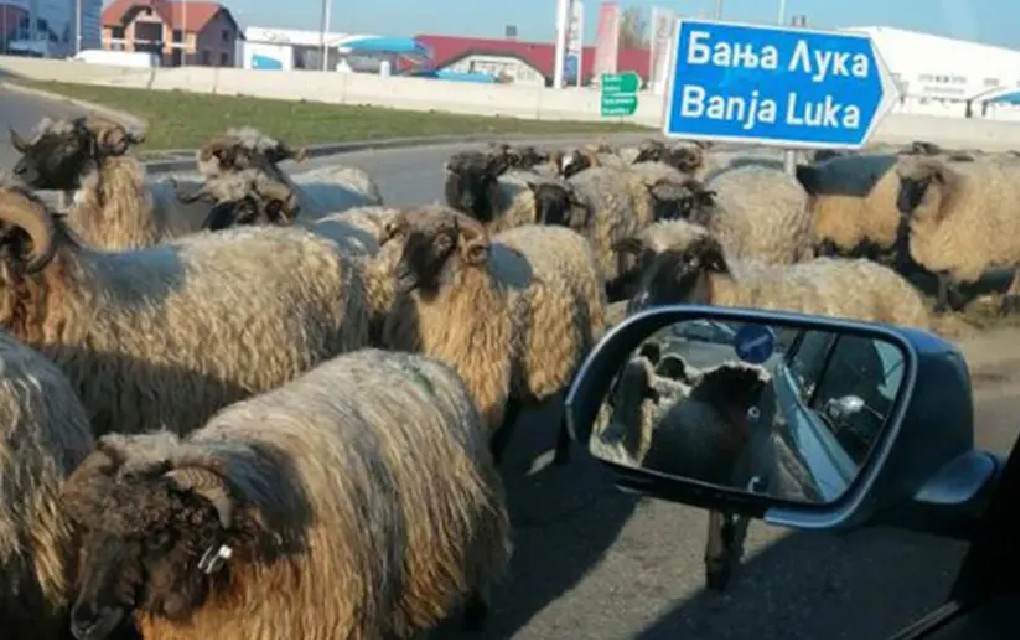 Ovce blokirale saobraćaj u kružnom toku