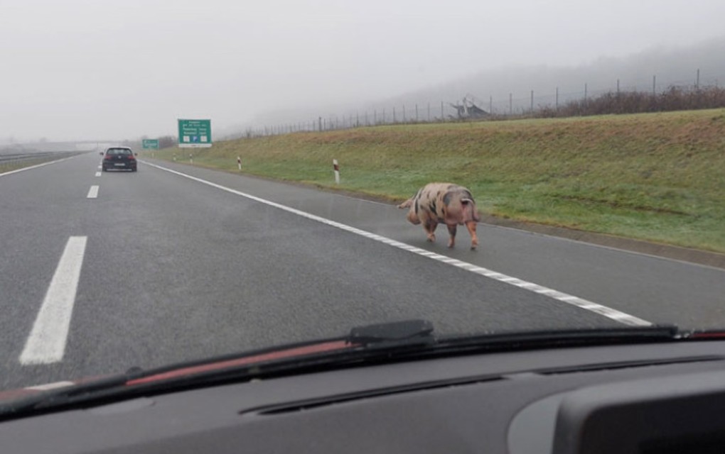 Svinja šeta autoputem Banjaluka – Gradiška