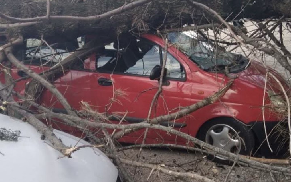 Trebinje: Orkanski vjetar čupa drveće – Uništeni automobili!