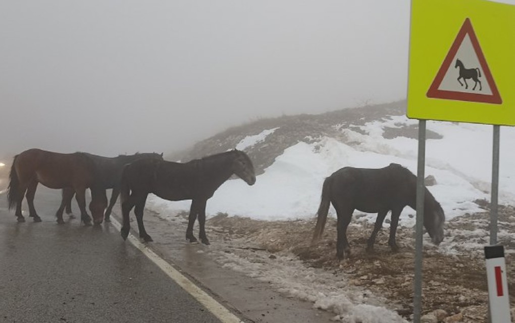 Snijeg, poledica, jak vjetar i konji na putu