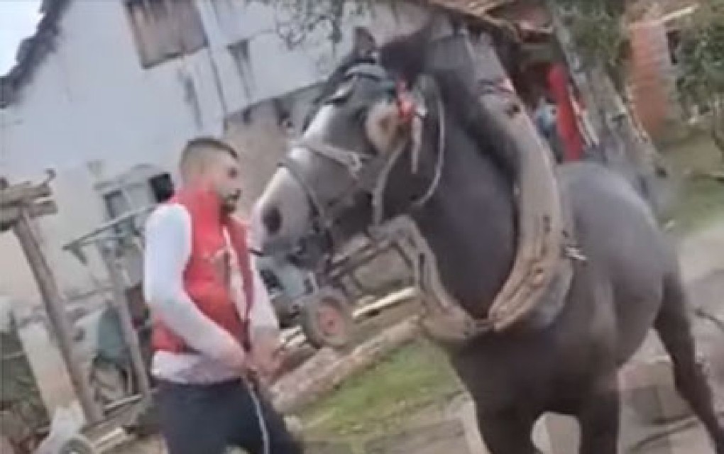 Uznemirujući video iz Prijedora: Brutalno tukli konja, oglasila se policija