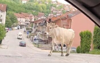 Krava prošetala ulicama Banjaluke