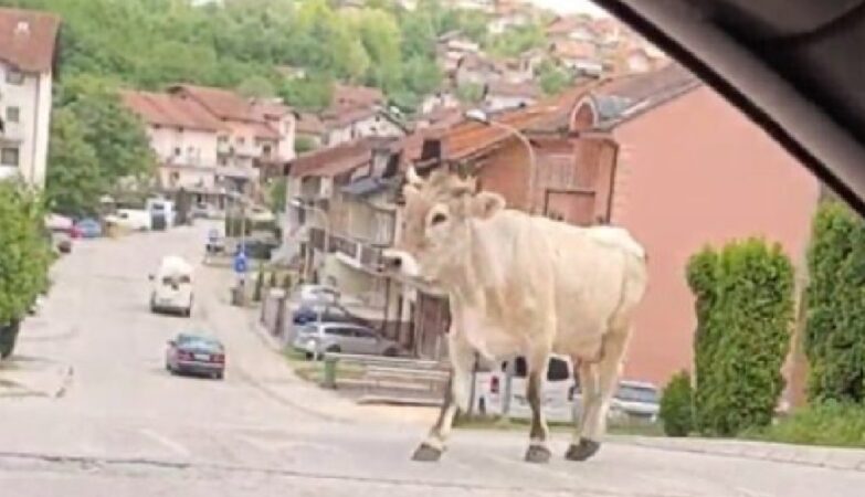 Krava prošetala ulicama Banjaluke