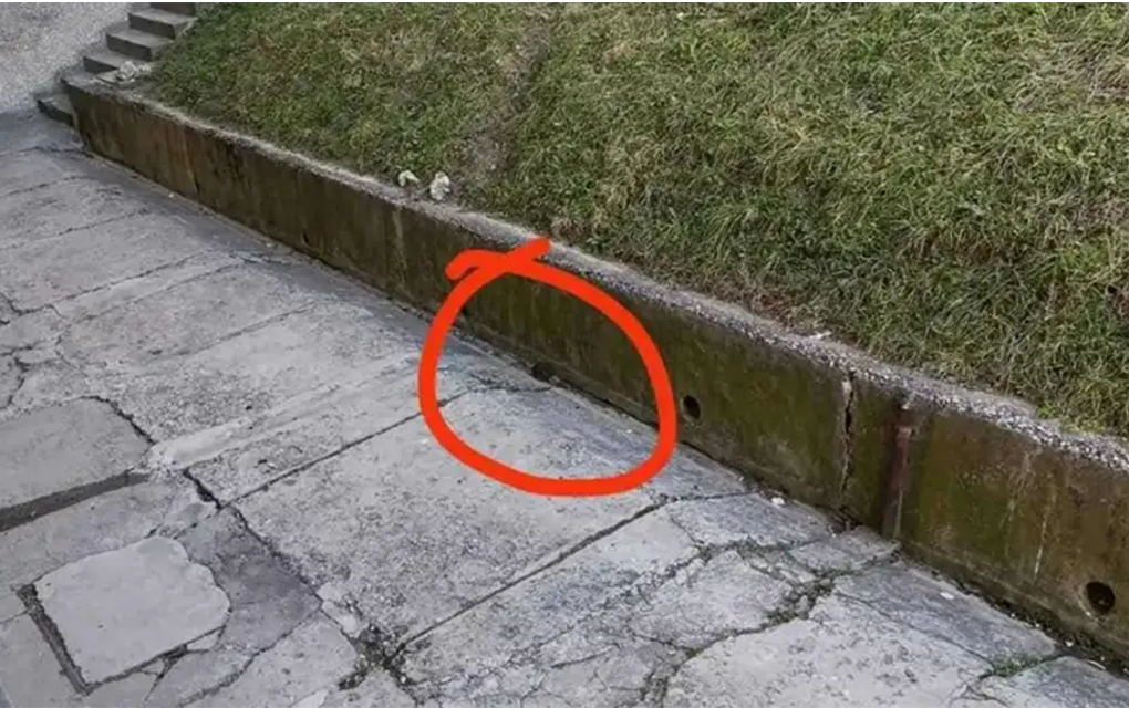 Šokantan video iz centra Sarajeva: Pacovi na ulicama izgledaju k’o mačke, vrane bježe od njih