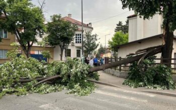 palo drvo u bijeljini