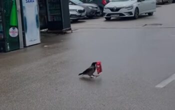 vrana