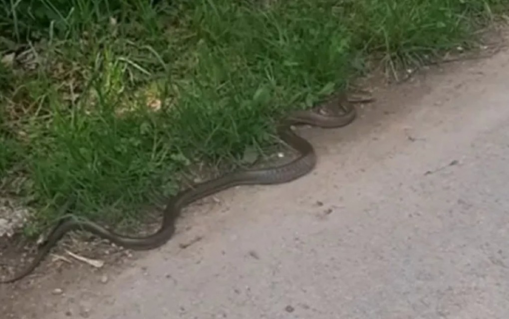 Ogromna zmija snimljena na izletištu: Ne dirajte je, ne dira ni ona vas