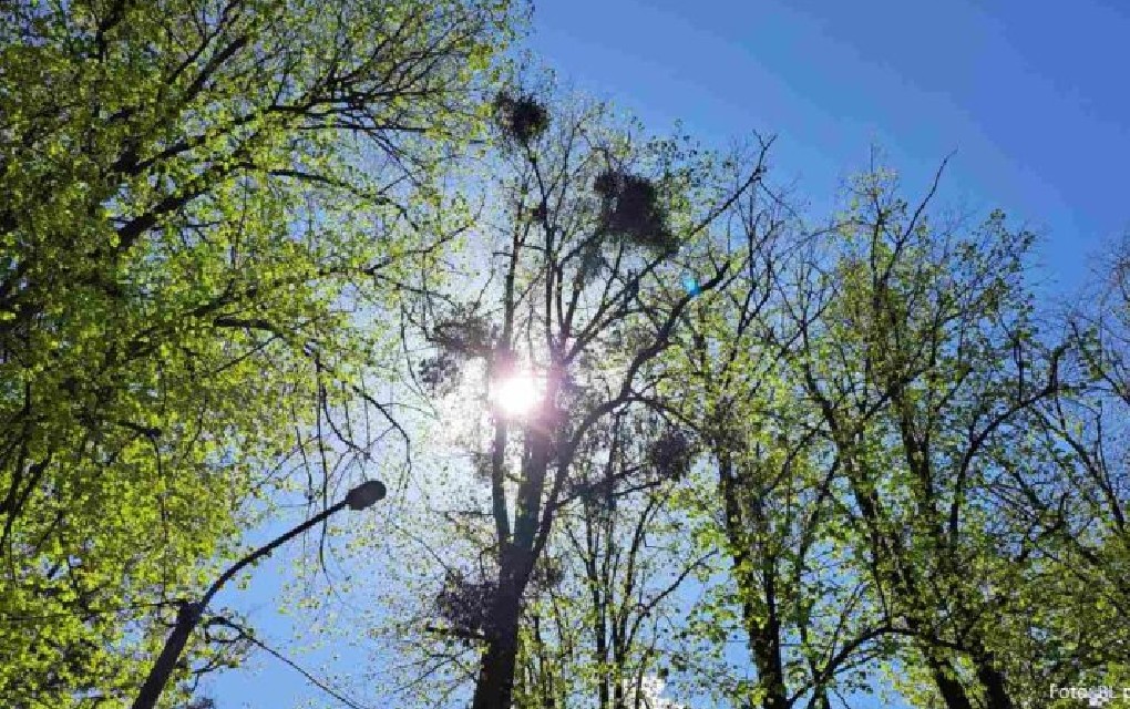 Temperatura i do 35 stepeni: Narednih dana veoma toplo