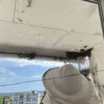 Pčelari zatrpani pozivima zbog najezde pčela