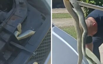 Ogromna zmija se uvukla ispod haube auta