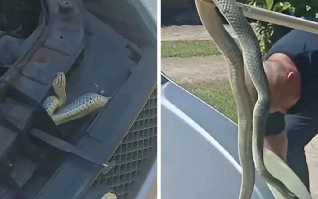 Ogromna zmija se uvukla ispod haube auta