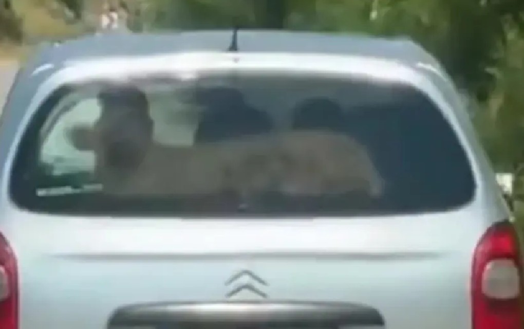 Nesvakidašnji prozir u Hercegovini: Vozio tele u „Citroenu“