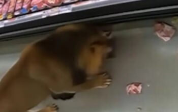 Lav ušetao u supermarket
