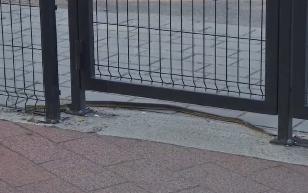 Zmija pred banjalučkom školom, roditelji zabrinuti