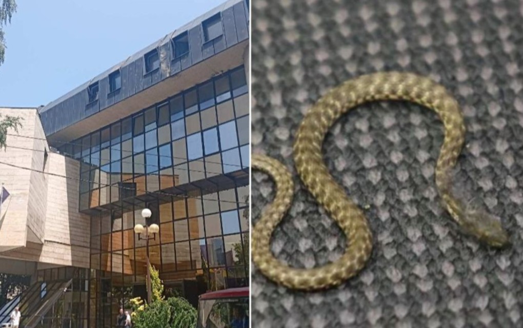 Bizaran prizor: Zmija “ušla“ na sjednicu Parlamenta FBiH