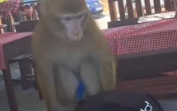 Majmun u Crnoj Gori upao u restoran i pojeo ručak gostima
