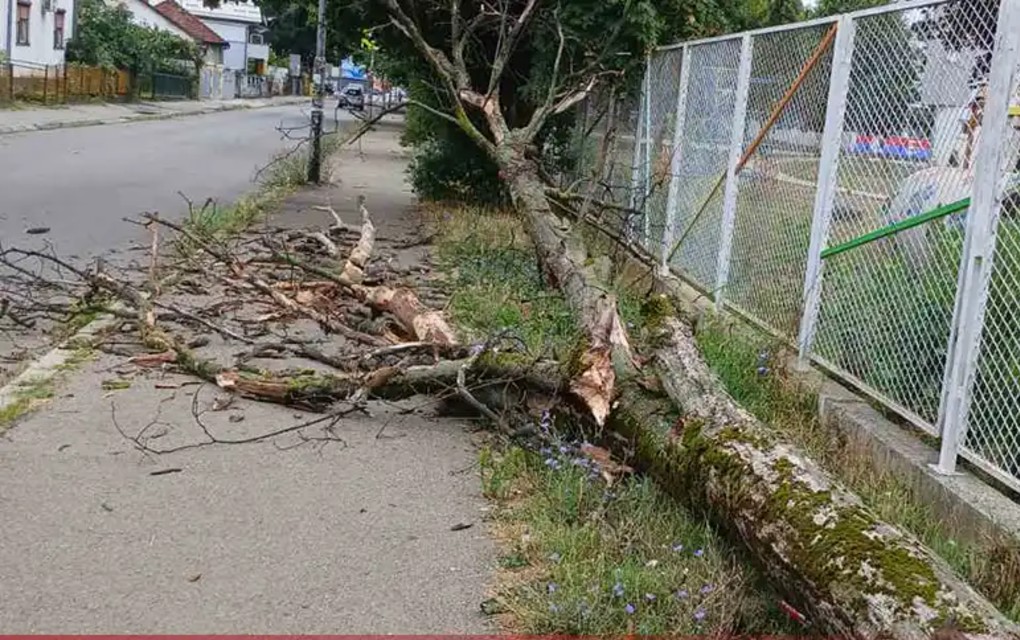 Banjaluka: Srušilo se drvo kod vrtića, zakačilo ženu