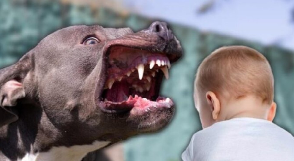 Drama u dvorištu porodične kuće: Pit bul izujedao ženu i bebu – iznenada podivljao