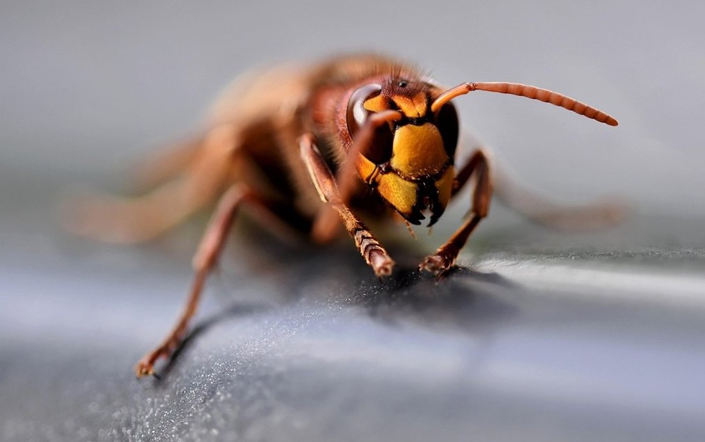 Najezda stršljenova u Hrvatskoj