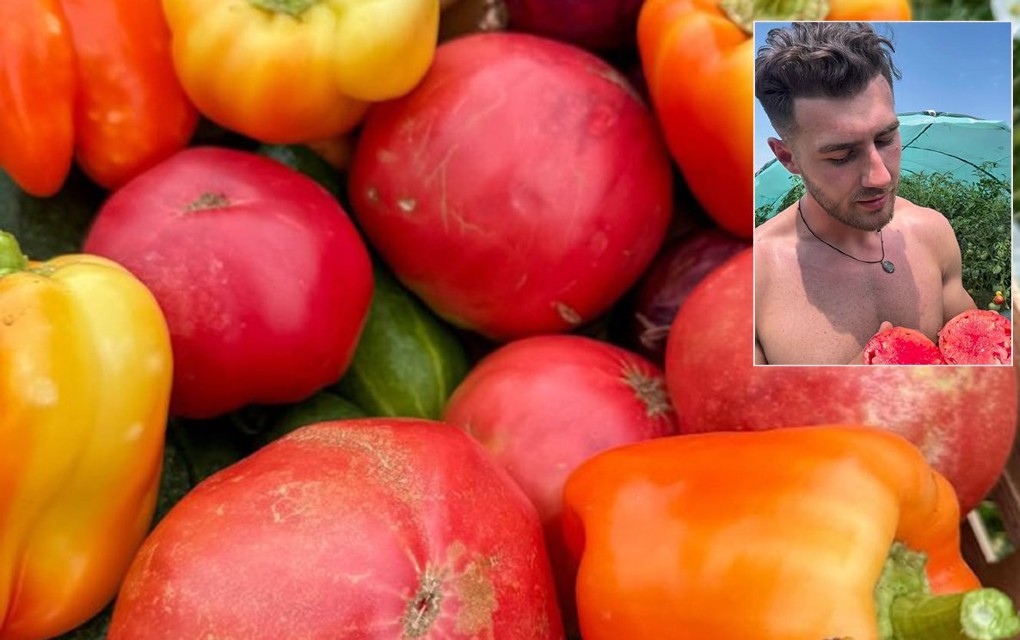 Ostao bez paradajza: Zdravko Perić najpoznatiji farmer u regionu, žene ga obožavaju