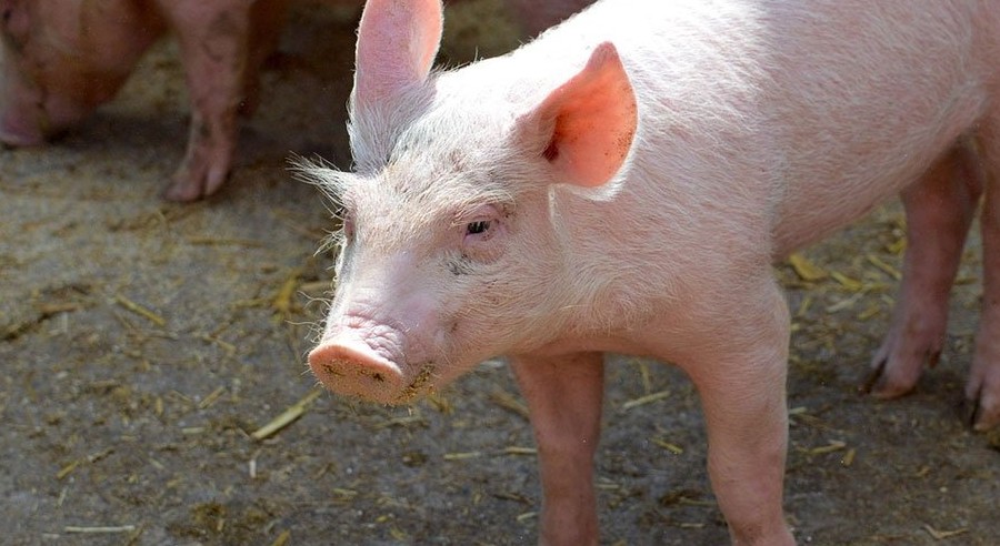 Afrička svinjska kuga izmakla kontroli u Hrvatskoj, ministar: „Nije na meni da uzmem pušku „