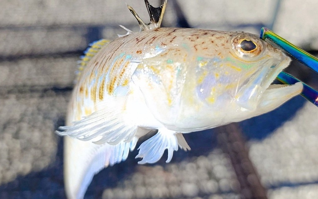 Najotrovnija riba na Jadranu ulovljena u BiH