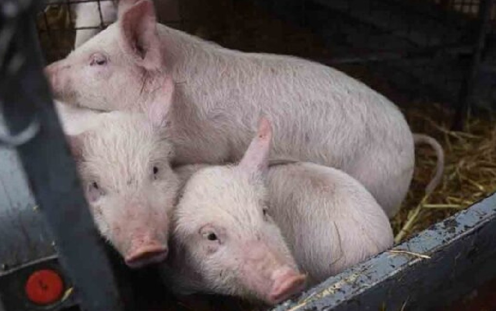 U Srpskoj raste cijena prasića: Pogledajte koliko košta kilogram žive vage