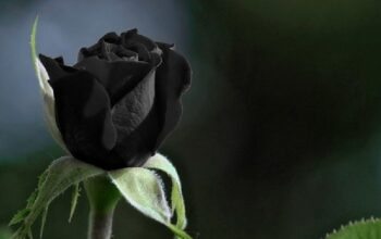 Čuvene sestre pjevačice pronađene mrtve!