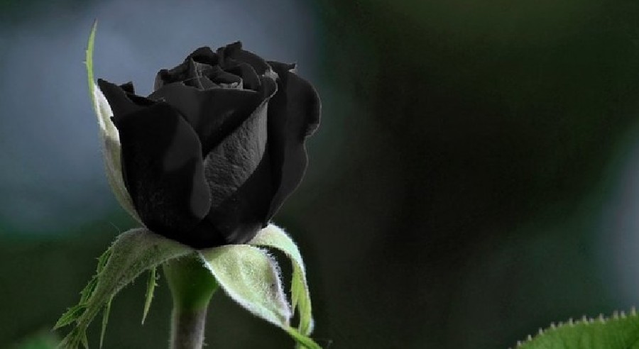 Čuvene sestre pjevačice pronađene mrtve!