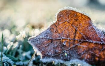 Prognoza za narednu sedmicu