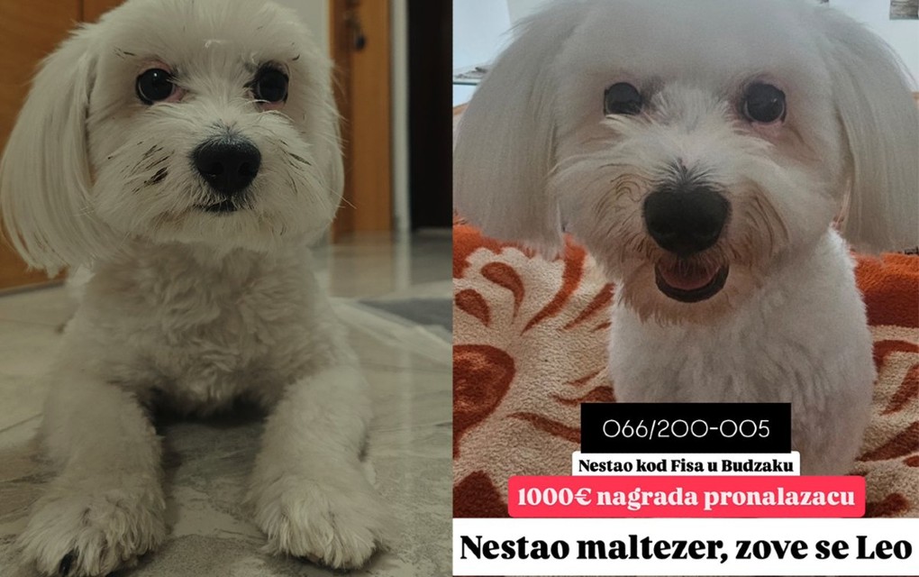 U Banjaluci se izgubio maltezer, vlasnik nudi 1.000 evra onome ko ga nađe