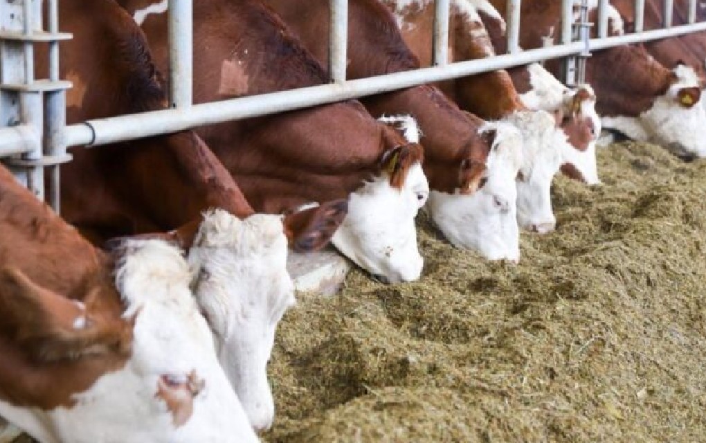 Pritisak na domaće proizvođače: Sve slabiji otkup mlijeka u BiH, farme se zatvaraju