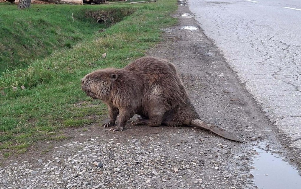 Invazija dabrova u okolini Gradiške: Danju i noću padaju stabla