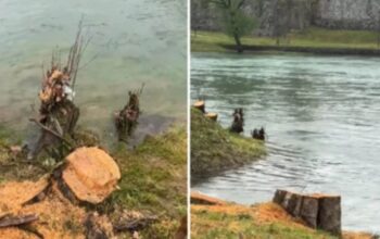 sječa stabala uz vrbas