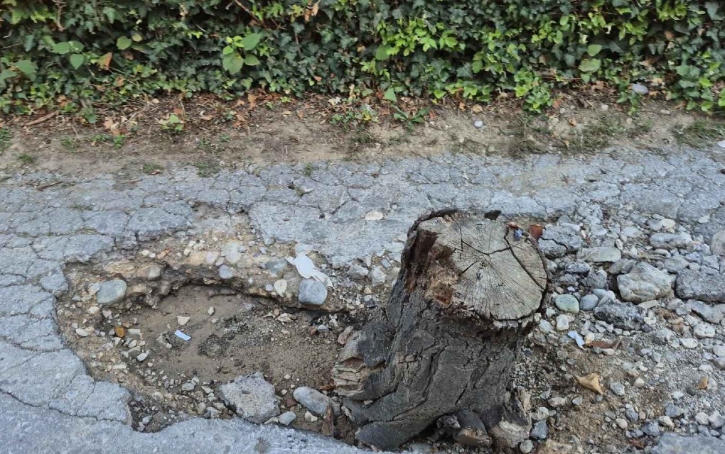 Banjalučani riješili rupu na putu: Kad neće Grad, hoće panj!
