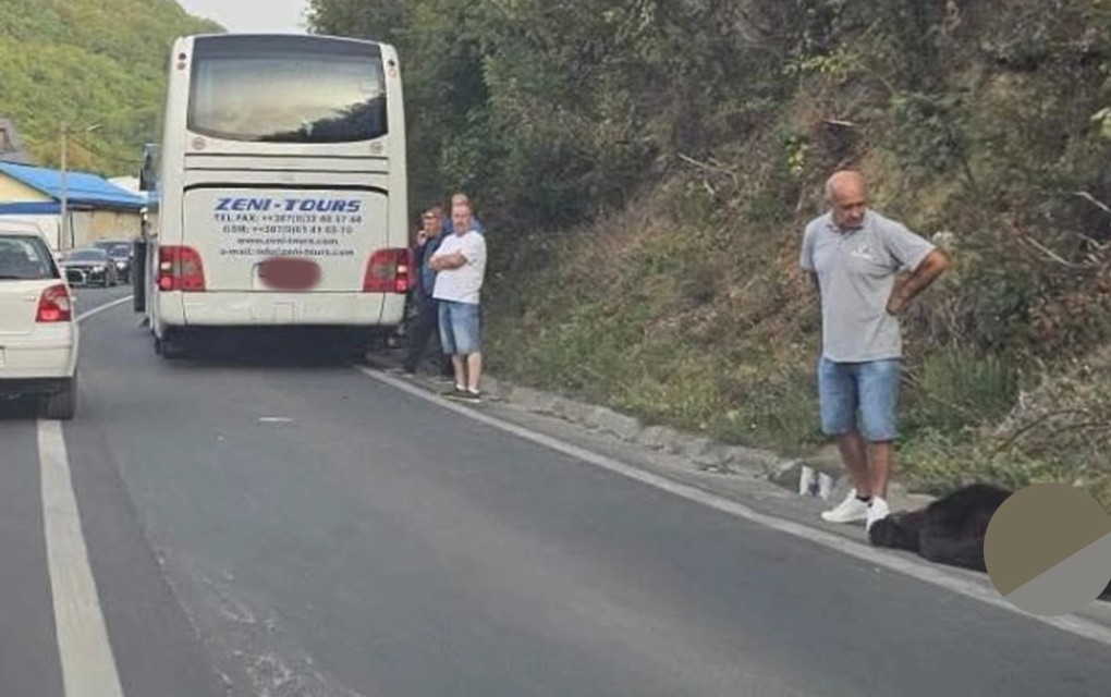Drama kod Travnika: Medvjed istrčao pred autobus